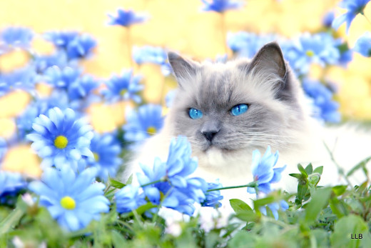 626566 (a): :1600x1067